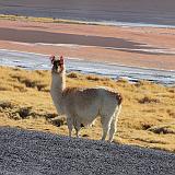 BOLIVIA 2 - Lama alla Laguna Colorada - 1